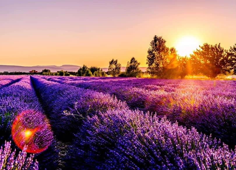 Champ de fleurs