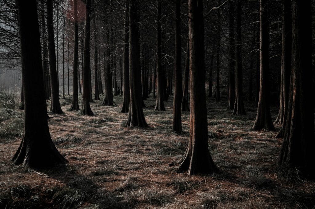 A open forest in gloom.